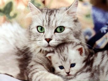Bài kiểm tra đạt điểm cao: Tình thương là gì?