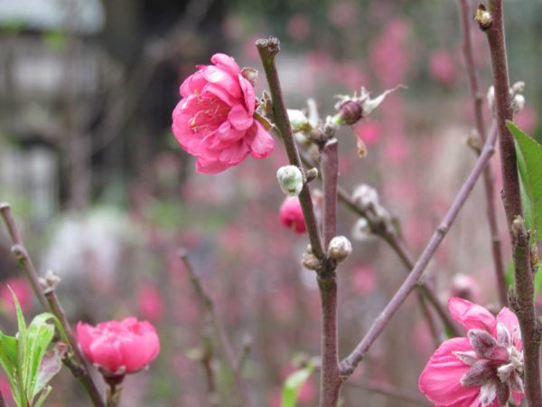 Phóng sự ảnh: chợ hoa ngày tết