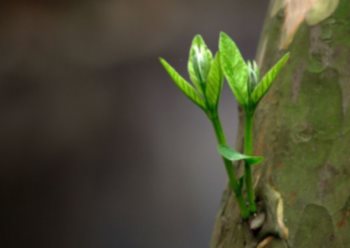 Giới thiệu bài văn hay