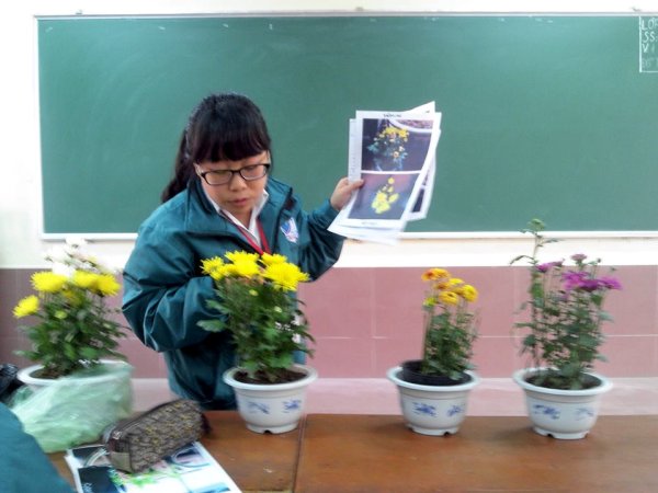 Hoa cỏ mùa xuân