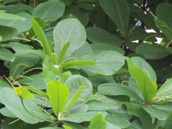 Chớm hạ - Tháng Năm về…