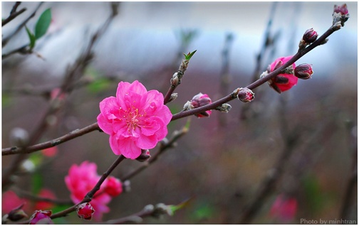 Cây đào ngày Tết