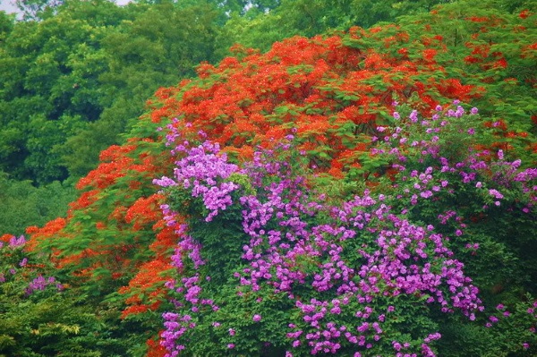Hạ cuối