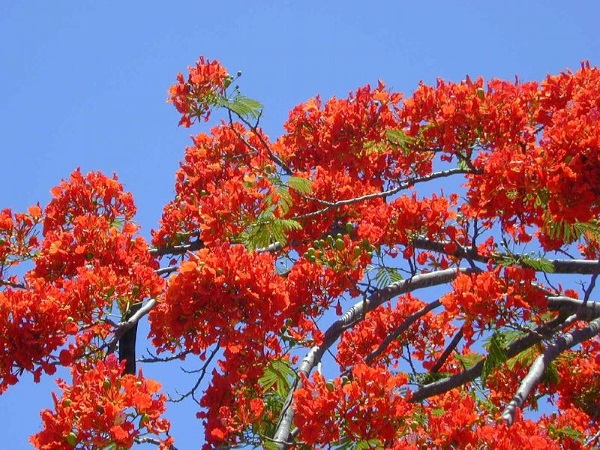 Chớm hạ