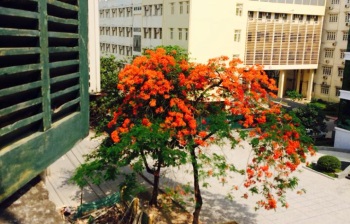 Những mùa phượng cháy!
