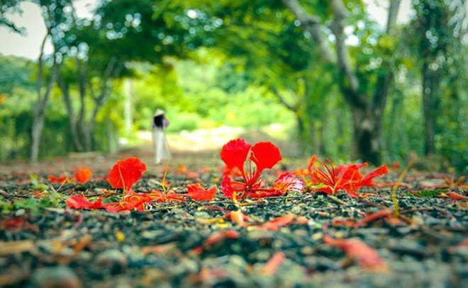 Tâm sự những ngày chớm hạ