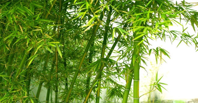 Tre Việt Nam