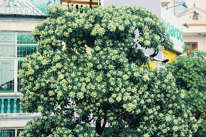 Hoa sữa - nét đặc sắc kì lạ của mùa thu