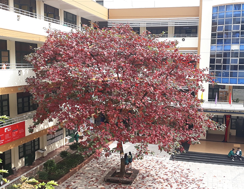 Sáng tác - Cảm nhận