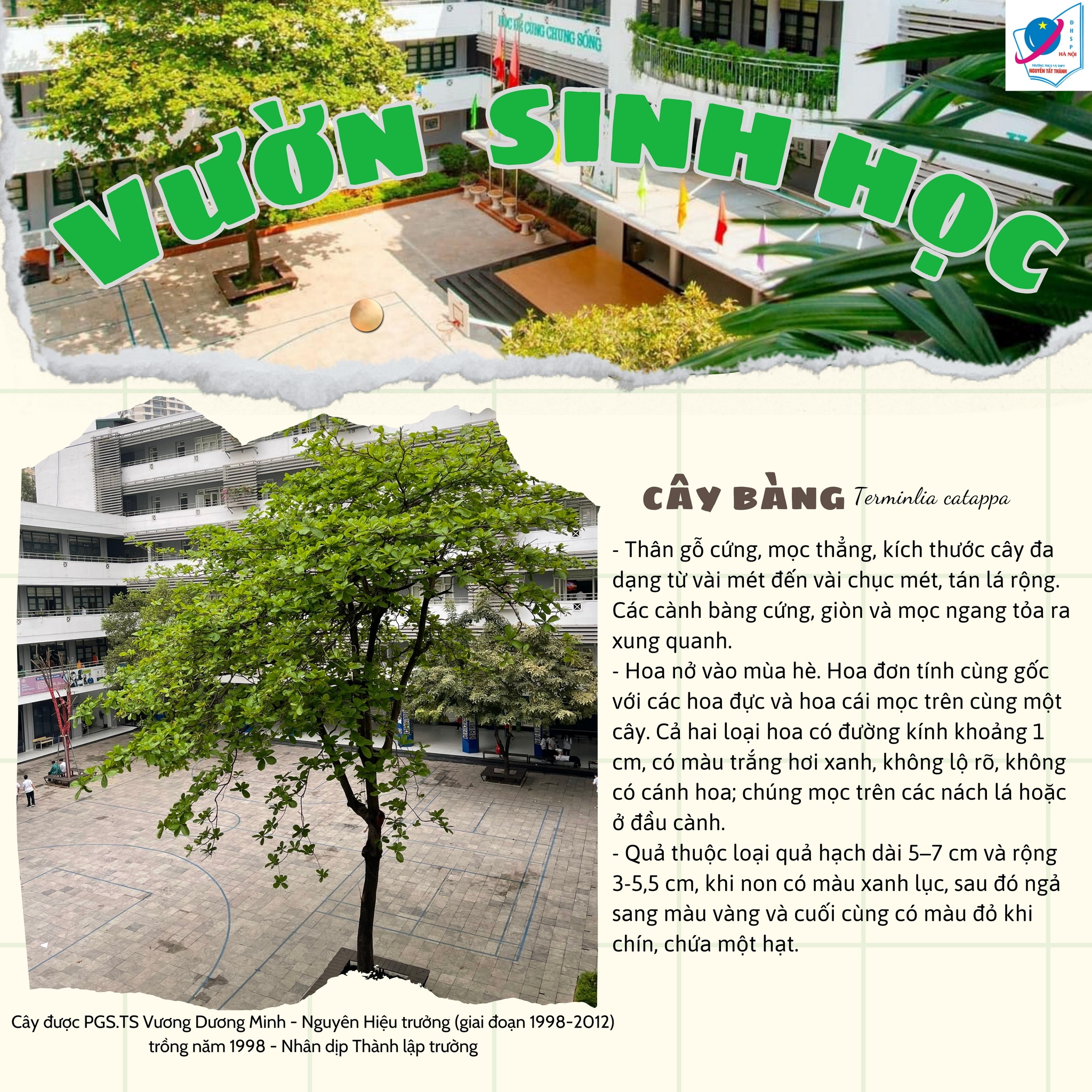 Cây Bàng
