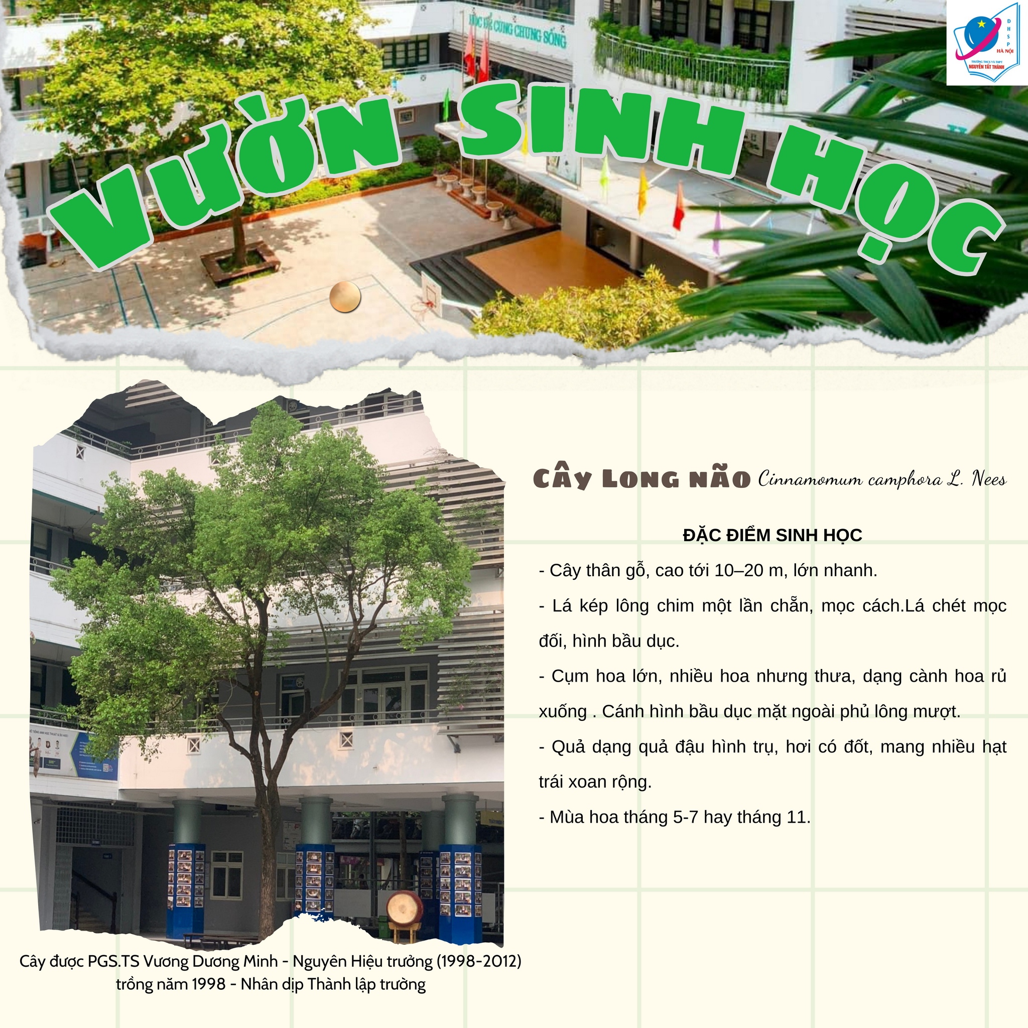 Cây Long Não
